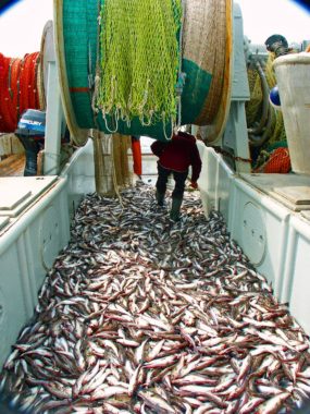 Pollock trawl
