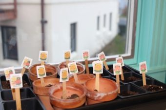 Residents at the Sitka Pioneer Home are growing flowers. "The most important thing we can do as an organization is the maintain the dignity of those we serve. If we do that, I think we’ve done the job we need to do," said administrator Phil Welsh. (Emily Kwong/KCAW photo)