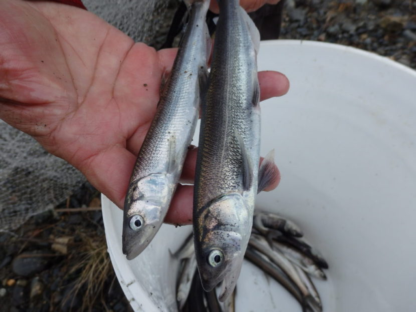 Sonny Williams holds a male and female hooligan. (Photo by Emily Files/KHNS)