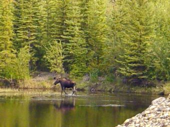 Lone moose at Coal Creek Camp in the Yukon–Charley Rivers National Preserve. (Public Domain photo from the National Park Service)