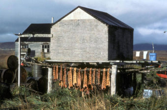 Fish drying in the village of Togiak. (Public Domain photo by U.S. Fish and Wildlife Service)