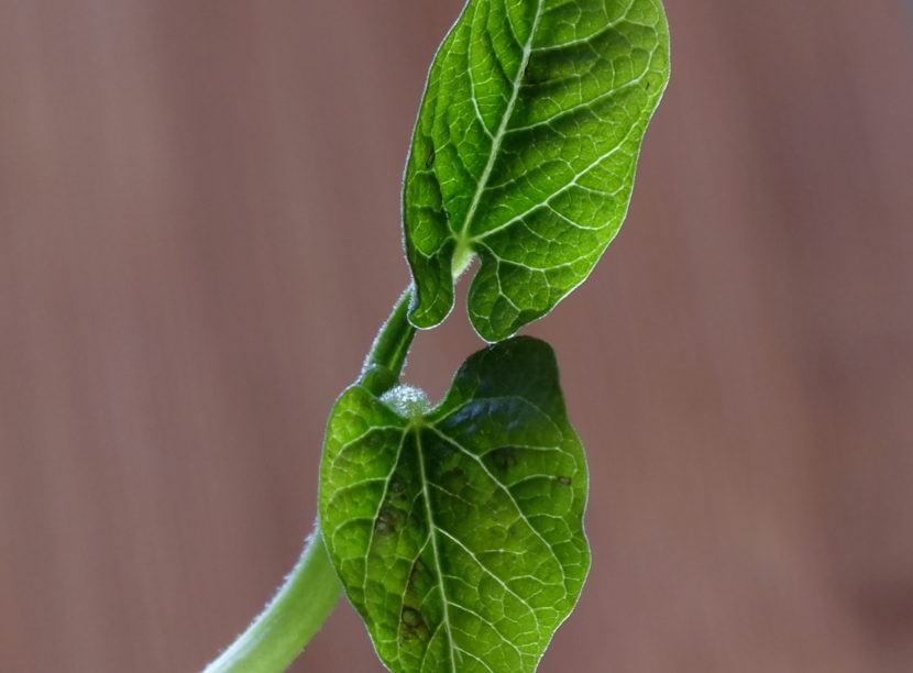 Pole bean seedling