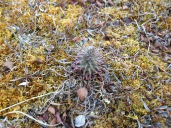 A louswort, one of the plants being examined.