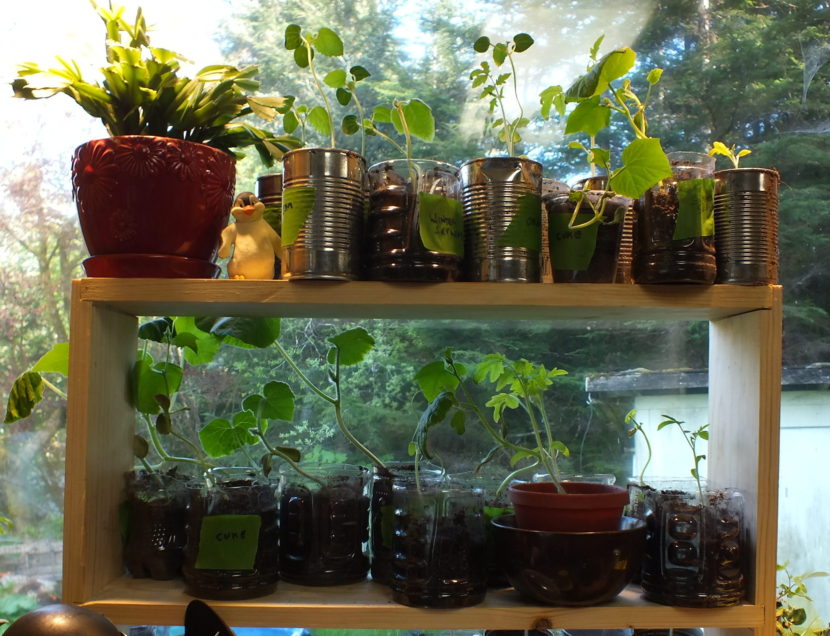 Tomato, okra, cucumber and squash starts