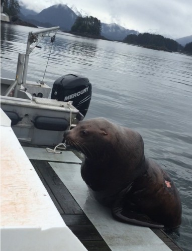 The sea lion in question has a distinguishing scar on the left side of his back. (Photo by Stan Eliason)
