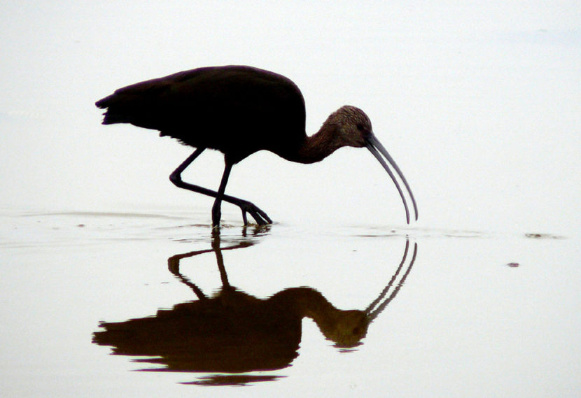 A white-faced ibis.