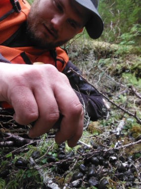 ADF&G wildlife technician, Lucas Baranovic, swabs deer pellets for DNA studies. (Photo courtesy of Alaska Department of Fish and Game)
