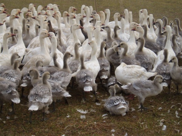 Snow geese at Barrow nesting area.
