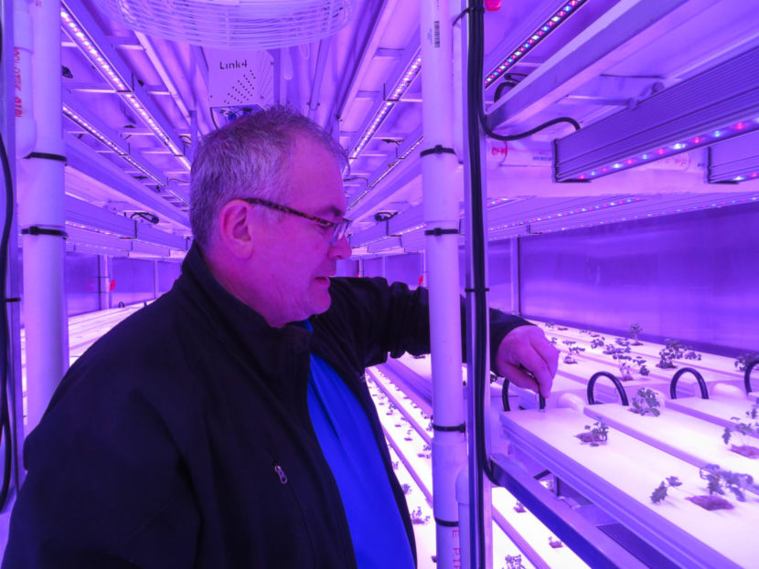 Jeff Hicks of the Kikiktagruk Inupiat Corporation inspects the hoses that provide plants with oxygenated water. (Photo by Laura Kraegel/KNOM)