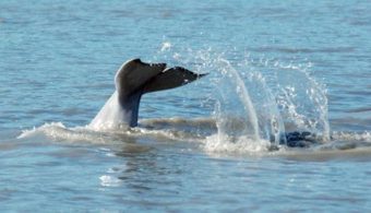 LGL Alaska Research Associates documented beluga whales in Cook Inlet as part of a photo identification project. The whales are listed as endangered. (Photo courtesy of LGL Alaska Research Associates)