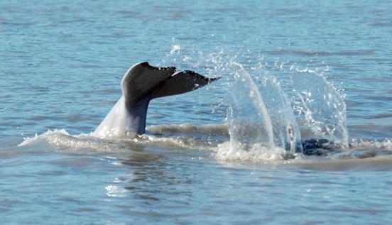 LGL Alaska Research Associates documented beluga whales in Cook Inlet as part of a photo identification project. The whales are listed as endangered. (Photo courtesy of LGL Alaska Research Associates)