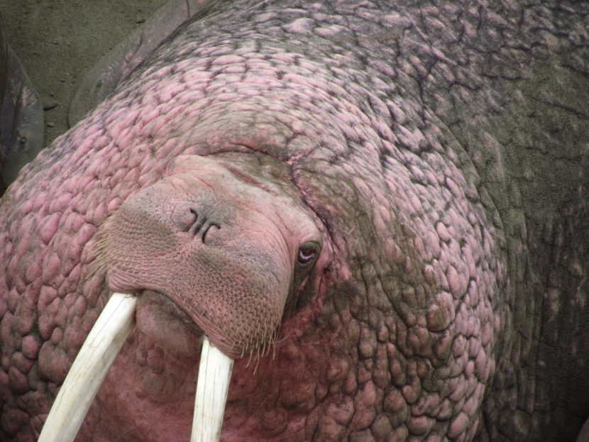 Walrus hauled out at Cape Greig, north of Ugashik Bay. Photo taken May 19th by the U.S. Fish and Wildlife Service. CREDIT BRETT NIGUS