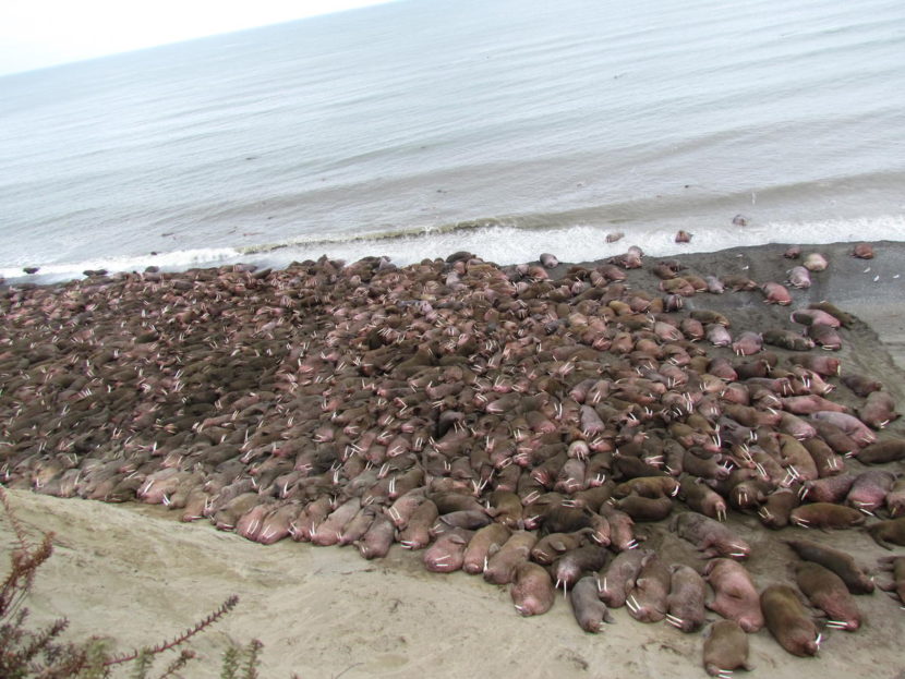 Cape Greig walrus, on Thursday May 19, 2016 Public Domain photo by Brett Nigus/USFWS