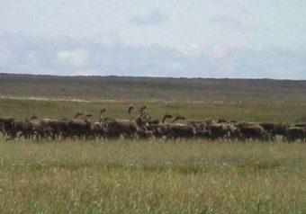 The Federal Subsistence Board approved more hunting opportunities on the Nushagak Peninsula Thursday. (Photo courtesy of KDLG)