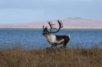 A male caribou runs near Kiwalik, Alaska. Photo: Jim Dau.