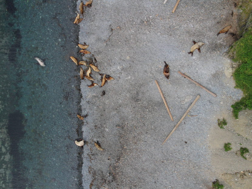Steller sea lions captured by a hexacopter. (Photo courtesy NOAA Fisheries)