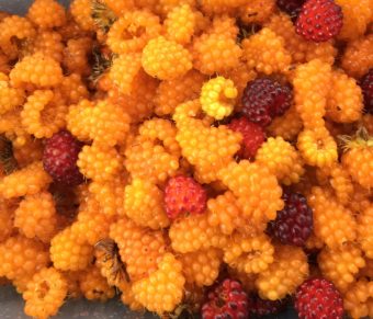 It's been a great season for salmon and other berries in Southeast Alaska. (Photo by Aaron Bolton/KSTK News)