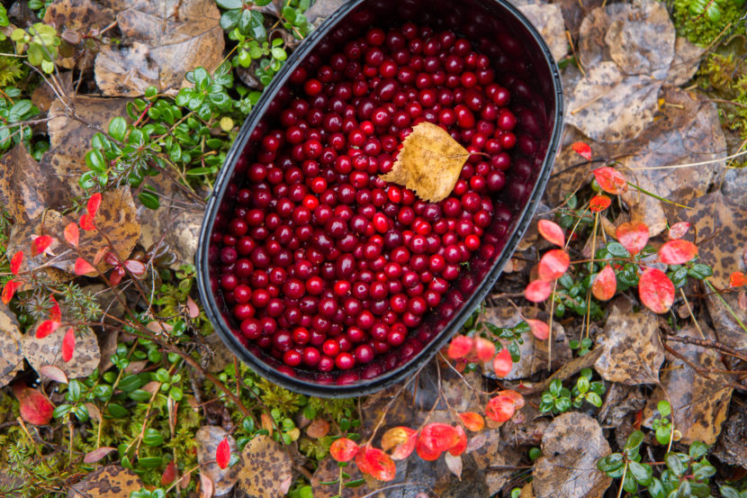low-bush cranberries berry picking