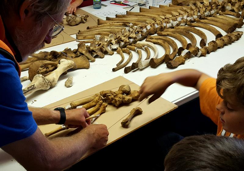 Homer resident Lee Post (a.k.a. "Mr. Bone") helps a camper position sea lion flipper bones. (Photo by Shahla Farzan/KBBI)
