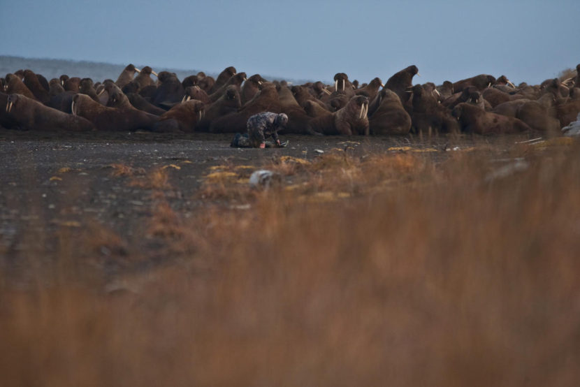USGS Wildlife Biologist working at a haulout near Point Lay, Alaska. (Photo by Ryan Kingsbery/USGS)