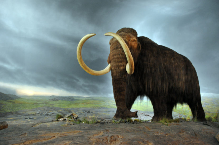 A wooly mammoth on display in the Royal BC Museum. (Photo by FunkMonk/Wikimedia commons)