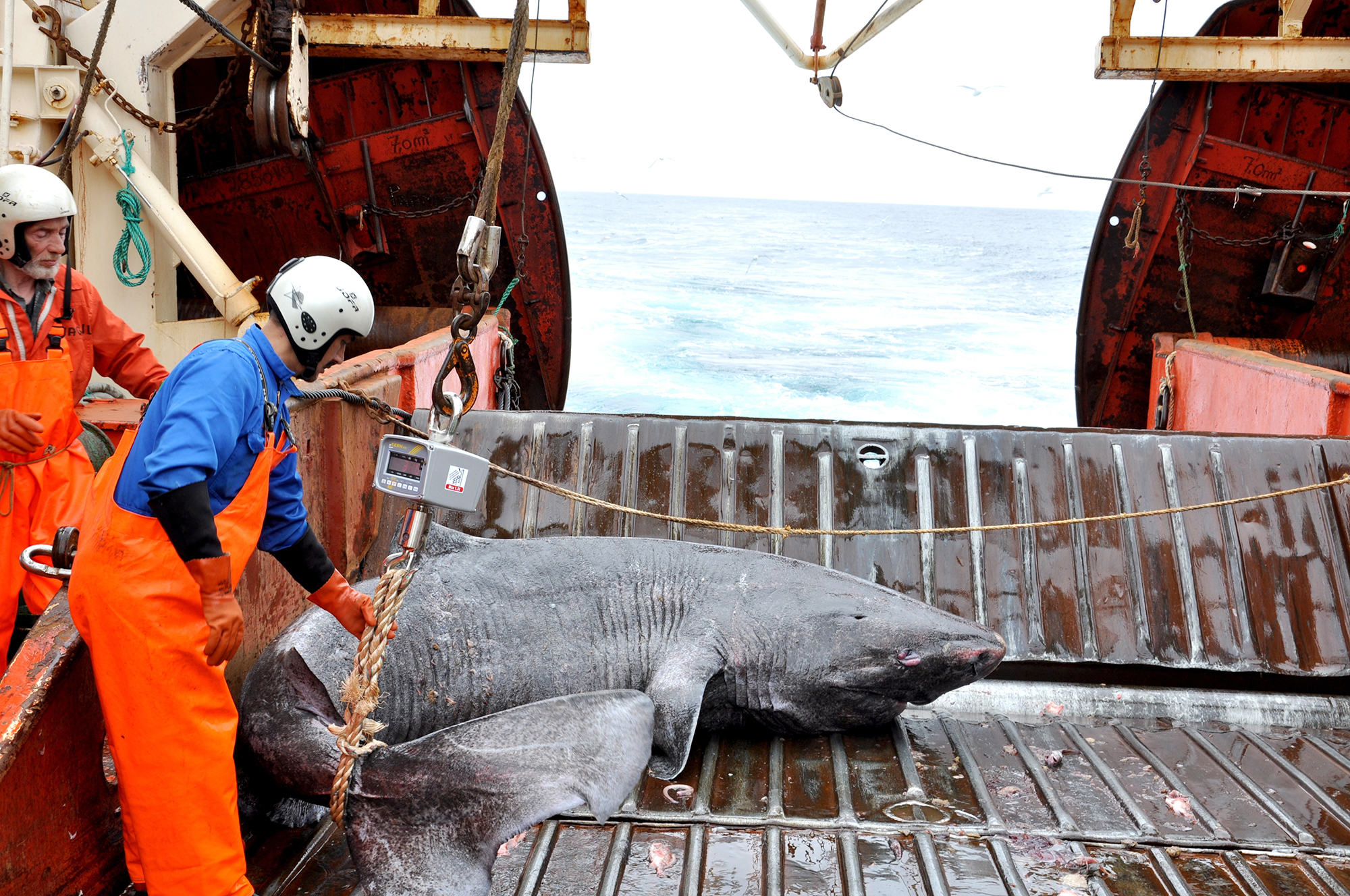 A Greenland shark caught as bycatch from research vessel Pâmiut in southwest Greenland. (Julius Nielsen, Science)