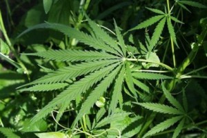 The Alaska Marijuana Control Board approved the first commercial license Thursday. (Photo by U.S. Fish and Wildlife Service)