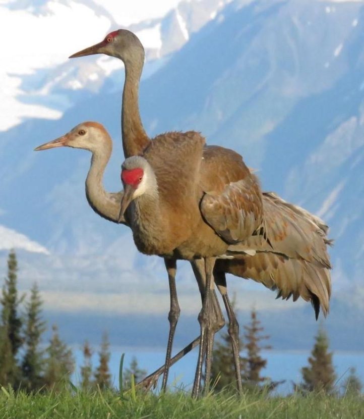 Lesser sandhill cranes in Homer, Alaska. (Photo courtesy of Nina Faust)