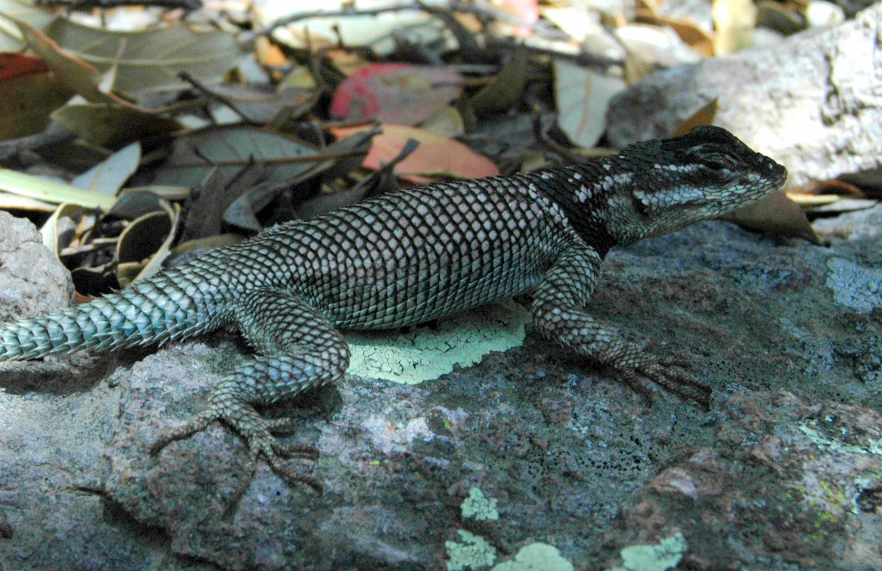 The spiny lizard, like other lizards, relies on sunshine and shade to regulate its body temperature. That makes the animals particularly vulnerable to climate change. (Photo by Michael Angilletta, Arizona State University, Michael Sears, Clemson University)