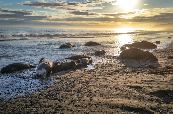 Walrus found dead and decapitated near Cape Lisburne. (Photo by U.S. Fish and Wildlife Service.)