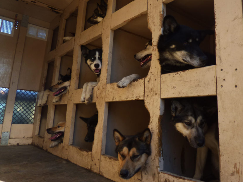 In the winter, Denali's sled dogs ferry park employees through areas closed to motorized vehicles. (Zoë Sobel/KUCB)