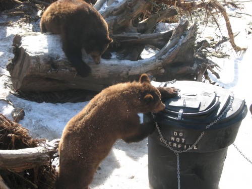 Sitka Police Lt. Lance Ewers urges residents to keep their garbage indoors until the day of pickup. (Photo by KCAW).