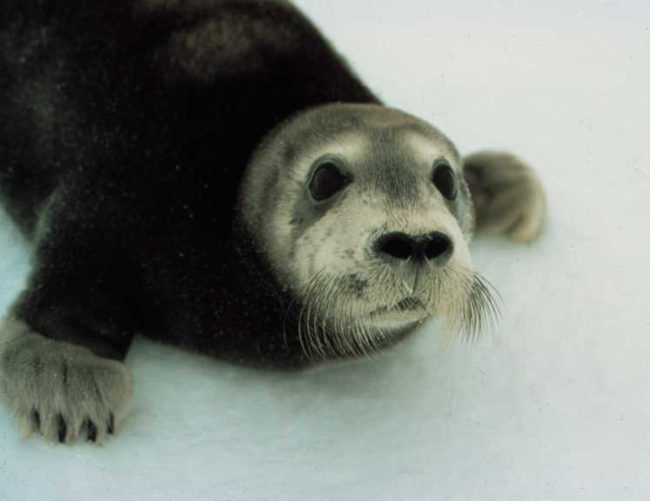 Bearded Seal Pup. (Photo courtesy NOAA)