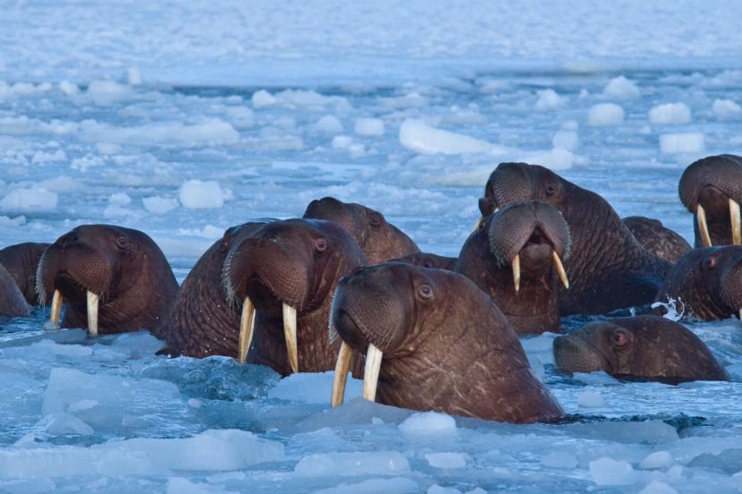 Walrus