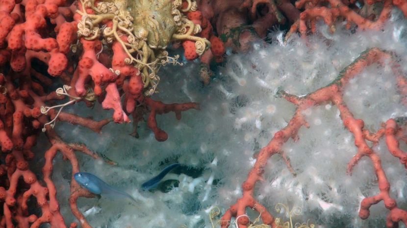 A bythitid snakes its way through a cluster of brightly colored corals and brittle stars in Norfolk Canyon. NOAA Ocean Explorer