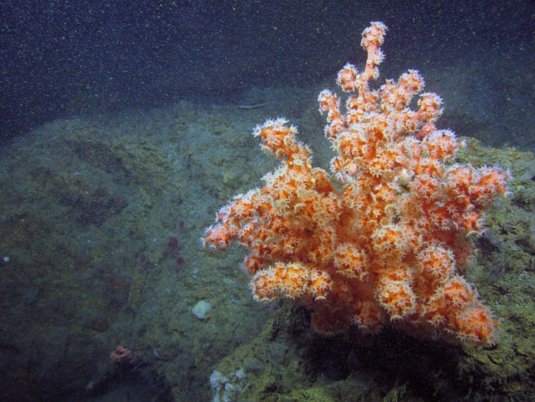 A small bubblegum coral in Norfolk Canyon. NOAA Ocean Explorer