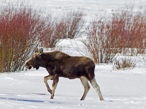 (Photo via U.S. Fish and Wildlife)