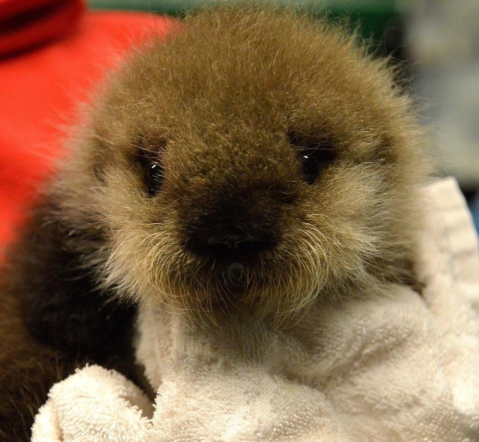 A technician helps groom an orphan otter pup at the Alaska Sealife Center. Maintaining a healthy coat is essential for otter survival. (Photo by Alaska Sealife Center)