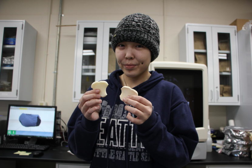 Cheyenne Roehl holds both a fetal orca bone and a plastic model. She has worked at the UAF Bristol Bay Campus for two years, scanning and printing the majority of the orca's skeleton.