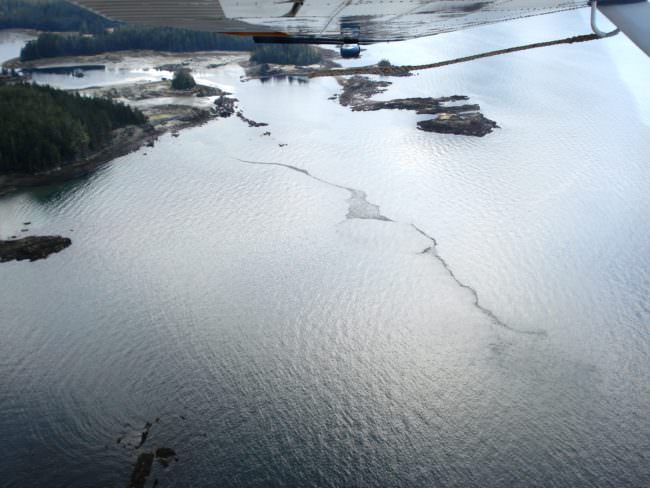 Thousands of scoters gather on the water, following herring spawn. (Photo courtesy Alaska Department of Fish & Game)