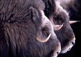 Muskoxen