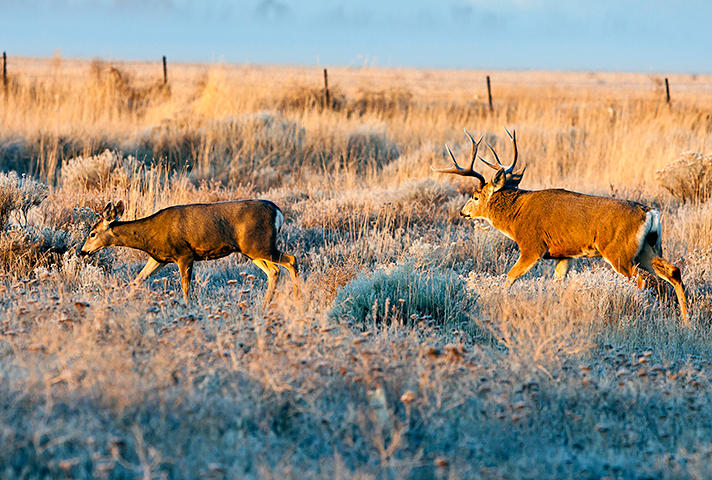 Mule deer like these in Oregon have been spreading into Alaska over the past few decades. Wildlife experts worry they may be carrying the winter moose tick, which has devastated moose populations in Canada and the Lower 48. Photo courtesy U.S. Fish and Wildlife Service)