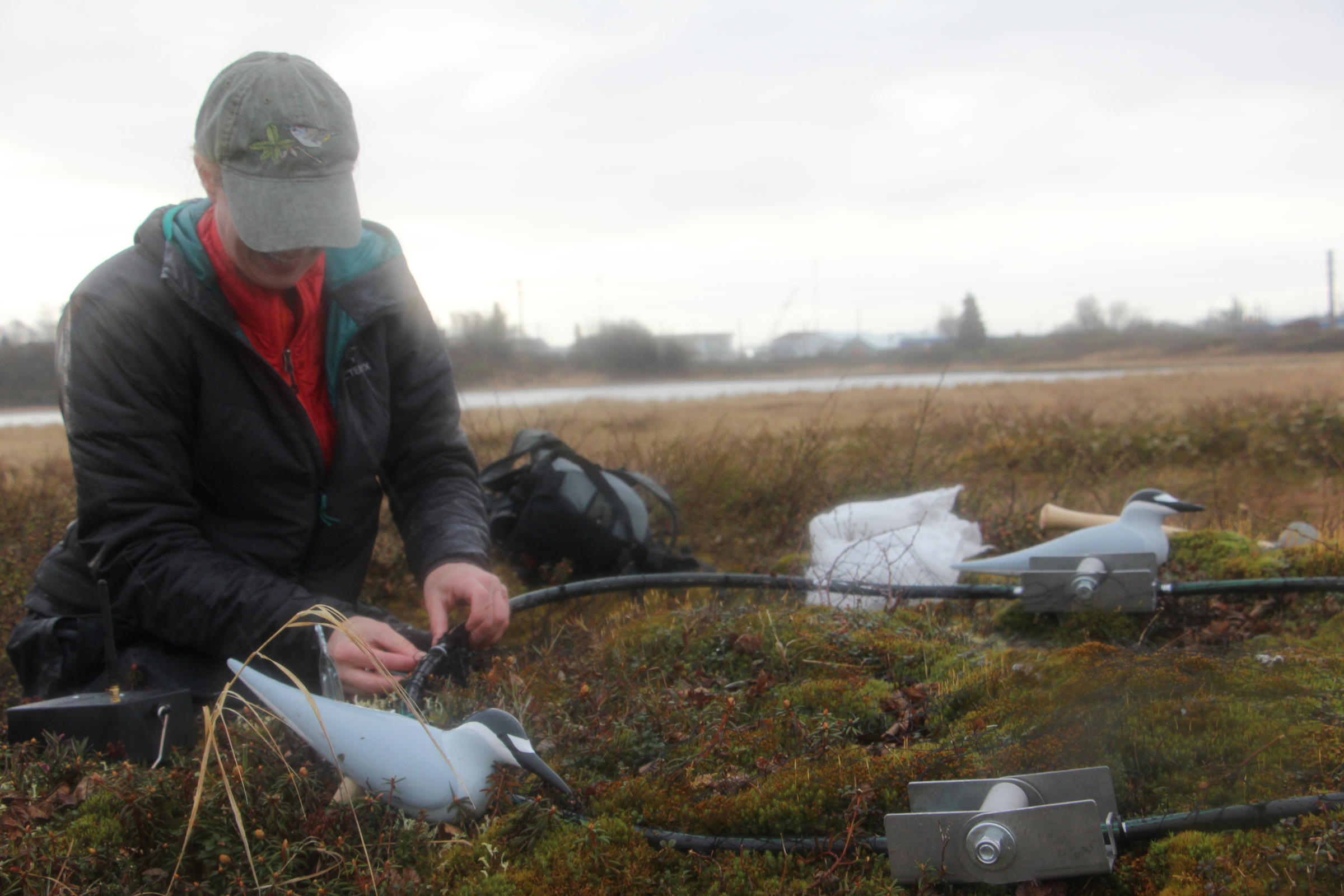 Fish and Game wildlife biologist Kelly Nesvacil sets a bow net, aiming to trap an Aleutian tern in Dillingham to try a new strategy for a more accurate count of terns. (Photo by Avery Lill/KDLG)