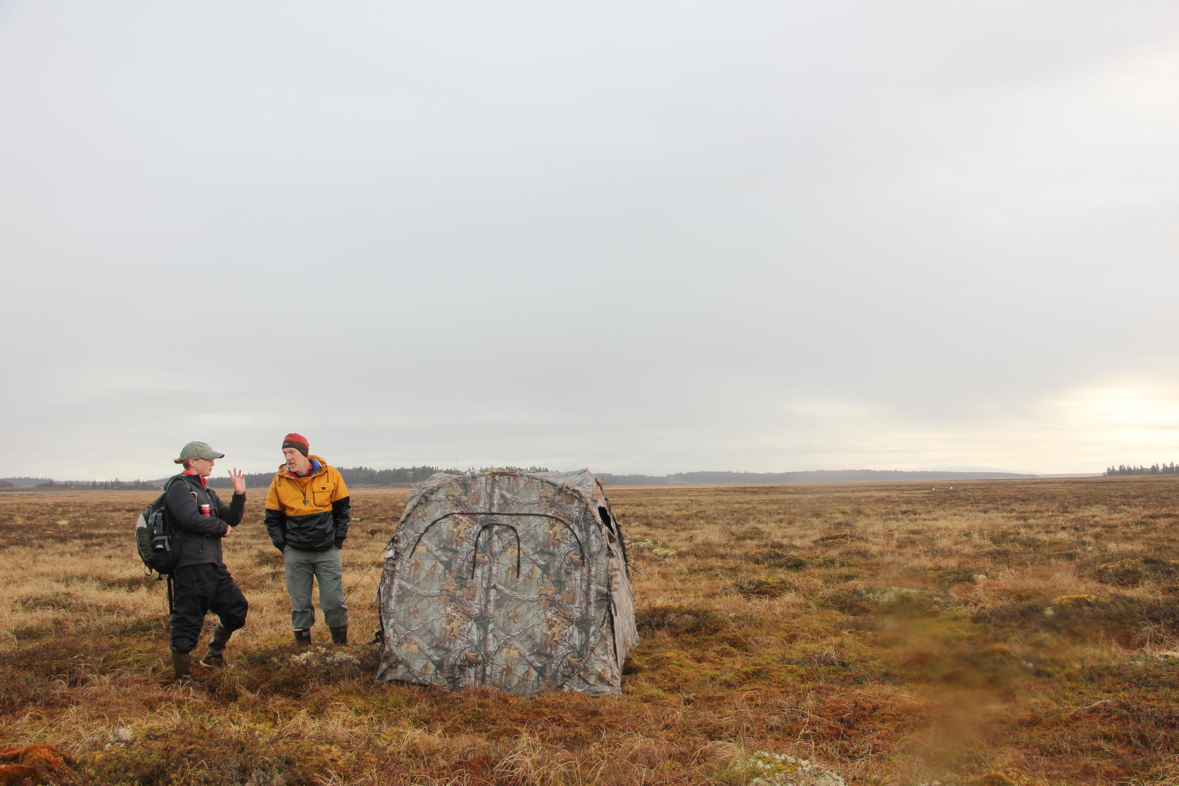 Fish and Game wildlife biologist Nelly Nesvacil and Oregon State University assistant professor Don Lyons stand beside the camouflage tent from which they will spend the morning watching the traps they have set. (Photo by Avery Lill/KDLG)