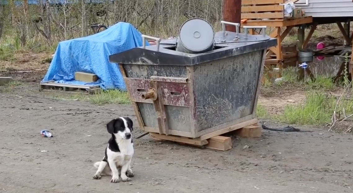 A dog in Kwethluk. (Film Academy Students / Lower Kuskokwim School District)