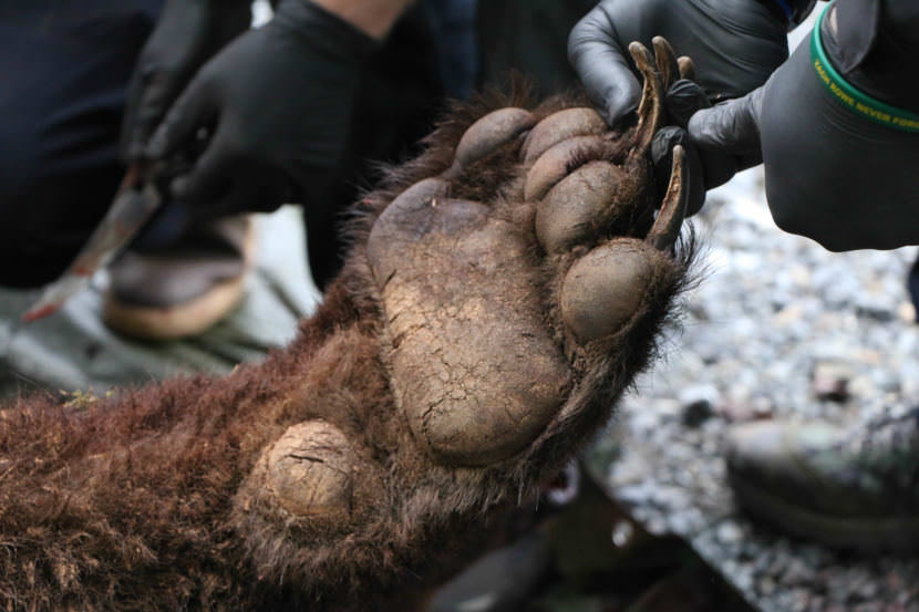 Cadets from the Public Safety Training Academy learn how to skin a bear that was shot earlier Wednesday morning.