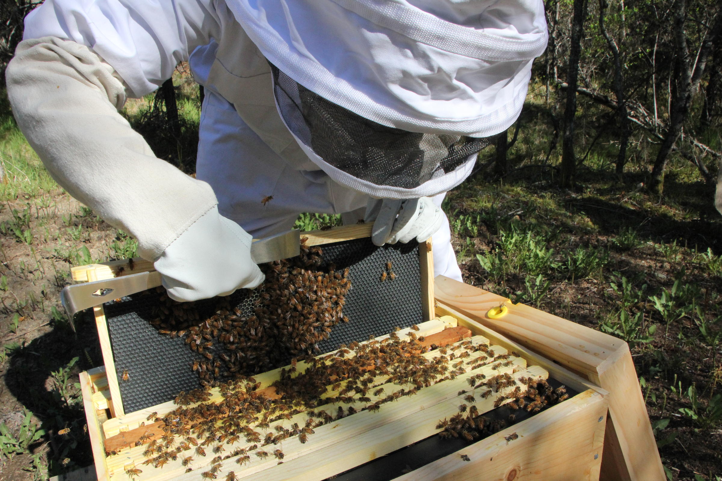 Pamela Murphy slides up one of nine trays that fills a wooden crate to show bees in the early stages of building a honeycomb. (Photo by Avery Lill/KDLG)