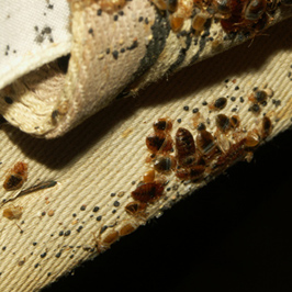 Canvas strap of old box spring covering that is housing adults, skin castings, feces, and eggs.