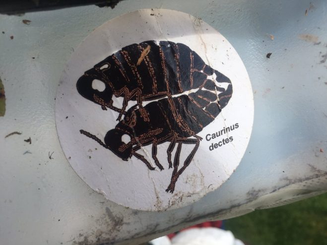 One-tenth of an inch long, C. dectes is easy to miss. Although hardy, the “funnybug” could not have survived glaciation. So what’s it doing in Sitka? (Photo by Robert Woolsey/KCAW)