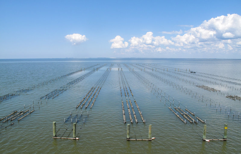 The farm uses the Australian long line system. The oysters grow off-bottom in baskets that are strung between wooden piling and PVC pipes.